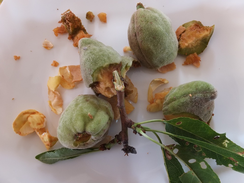 les vertus de l'amande